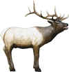 McKENZIE HD ELK TARGET