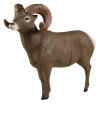 McKENZIE HD BIG HORN SHEEP TARGET