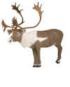 McKENZIE CARIBOU TARGET