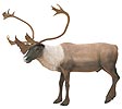 Delta T-Series Caribou 3-D ArcheryTarget for Hunters and Ornaments - call 877.267.3877