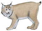 Delta Canadian Lynx 3-D ArcheryTarget for Hunters and Ornaments - call 877.267.3877