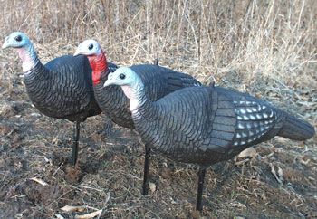 Spring Decoy Special - 2 Delta Hot Hens & a Jake - for Turkey Hunters