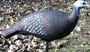Delta Supreme Hot Hen Collapsible Turkey Decoy