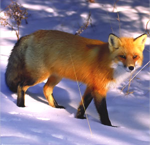Red Fox Waterproof & Tear-Resistant Long Lasting Target by Master Targets