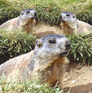 Ground Hogs Waterproof & Tear-Resistant Long Lasting Target by Master Targets