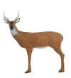 Pinnacle Large Alert Deer 