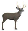 Pinnacle Mule Deer    