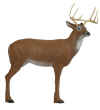 Pinnacle XLarge Deer 