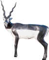 MCKENZIE EXOTIC SERIES BLACK BUCK TARGET