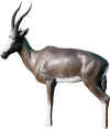 MCKENZIE SAFARI SERIES AFRICAN BLESBOK TARGET
