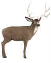 McKENZIE NATRA LOOK MULE DEER TARGET