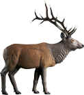 Rinehart Standing Elk Target