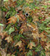 All Season Sneaky Leaves
