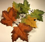 Sneaky Leaves