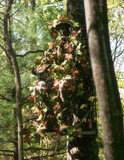 Sneaky Leaves on Treestand Hunter