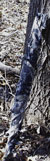 Underbrush HideAway Turkey Blind (folded up)