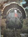 Tru-Life Full Strut Turkey Paper Target by Delta