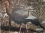 Delta Tru-Life Turkey Paper Target # 105
