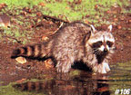 Tru-Life Raccoon Target #106