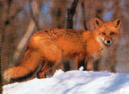 Tru-Life Red Fox Target #107