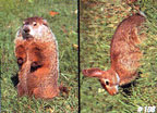 Tru-Life Woodchuck & Rabbit Target #108