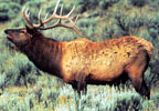Tru-Life Bull Elk Target #110