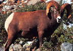 Tru-Life Bighorn Ram Target #112