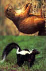 Tru-Life Prairie Dog & Skunk Target