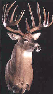 Sam Collaro's 16-point Record Breaker Buck in 1996