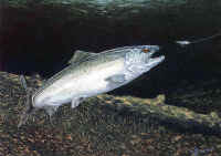 "Chinook Salmon" by Larry Anderson