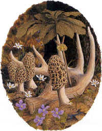 "Morels & Deer Antler" by Larry Anderson