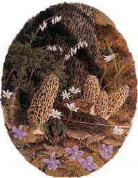 "Morels & Turkey Feather" by Larry Anderson