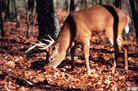 Tru-Life Whitetail Deer Target #102