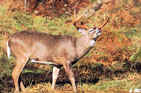 Tru-Life Whitetail Deer Target #203