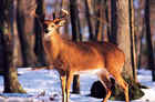 Tru-Life Big Four Deer Target #402