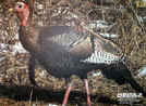 Tru-Life Turkey Paper Target #105