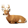 Delta Bedded Maxim 3-D Archery Target for Deer Hunters and Ornaments - call 877.267.3877