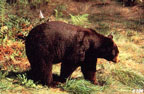 Tru-Life Black Bear Target #104