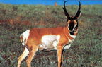 Tru-Life Antelope Target #114