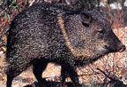 Tru-Life Javelina Target #115