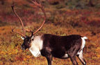 Tru-Life Caribou Target